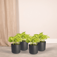 Epipremnum pinnatum 'Golden Pothos' (Scindapsus) - 4 plants - Ø12cm - ↕15cm