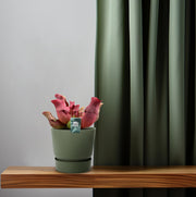 Sarracenia 'Maroon' - Ø12 - ↕23