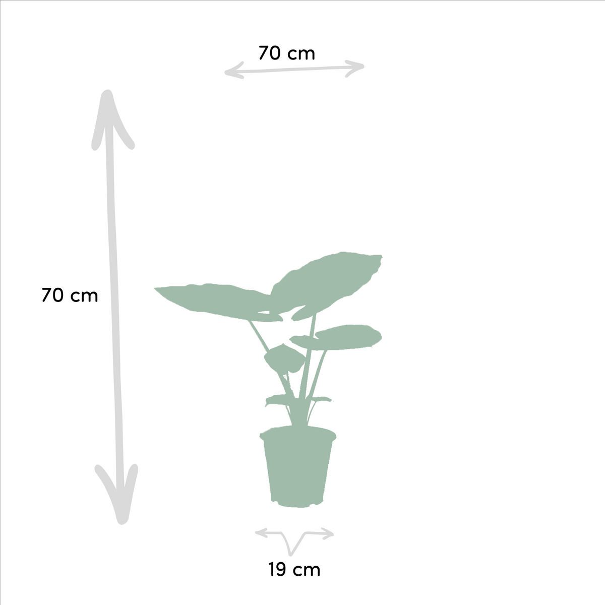 Duo Tropicale - Strelitzia Nicolai - Ø19cm - ↕85cm + Alocasia Macrorrhiza - Ø19cm - ↕70cm