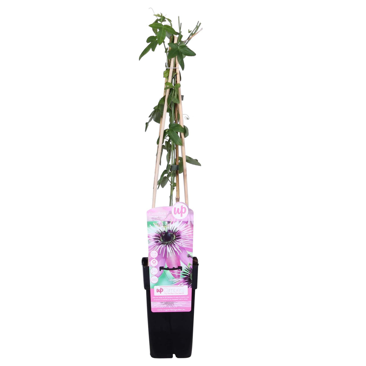 Passiflora 'Purple Haze' - Ø15cm - ↕65cm