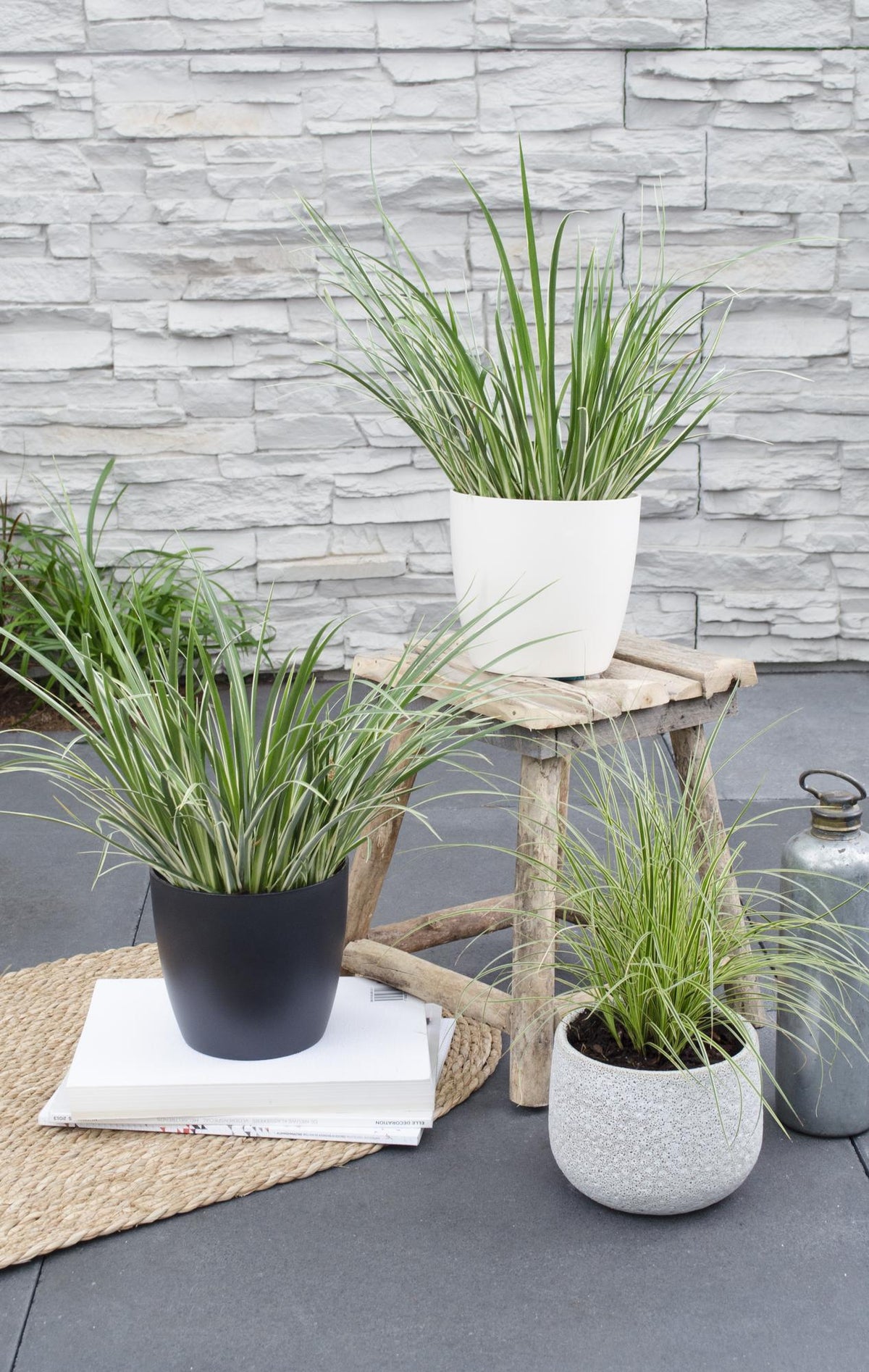 Acorus gramineus 'Argenteostriatus' - Ø14cm - ↕30cm