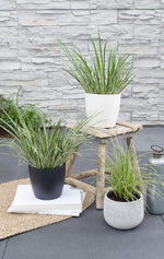 Load image into Gallery viewer, Acorus gramineus &#39;Argenteostriatus&#39; - Ø14cm - ↕30cm
