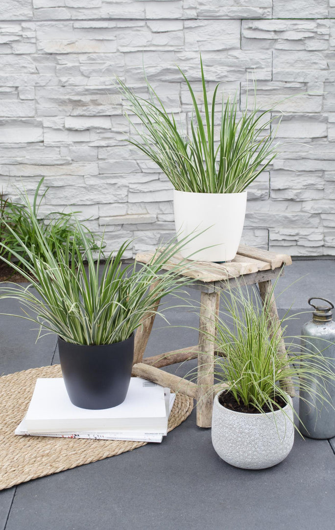 Acorus gramineus 'Argenteostriatus' - Ø14cm - ↕30cm