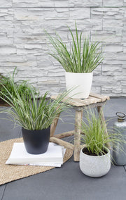 Acorus gramineus 'Argenteostriatus' - Ø14cm - ↕30cm