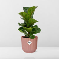 Ficus Lyrata ‘Bambino’ in Vaso ELHO Vibes Fold, Rosa, Ø14cm ↕35cm