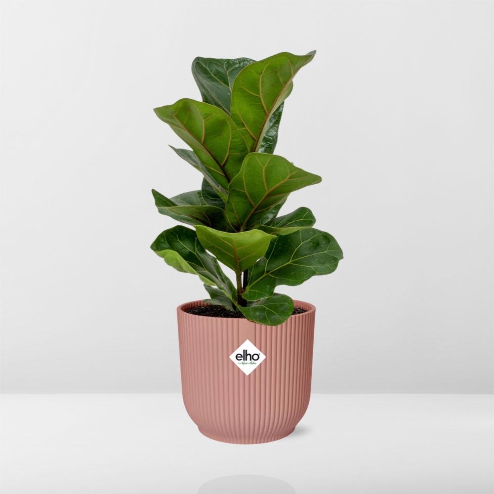 Ficus Lyrata ‘Bambino’ in ELHO Vibes Fold Pot, Pink, Ø14cm ↕35cm