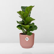 Ficus Lyrata ‘Bambino’ in ELHO Vibes Fold Pot, Pink, Ø14cm ↕35cm