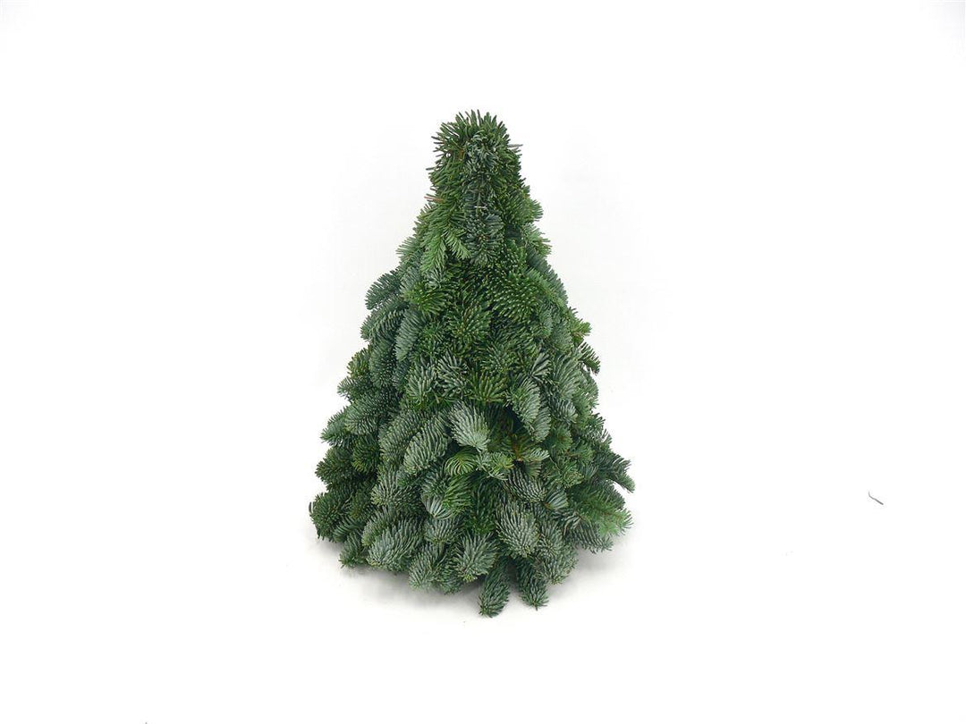 Nobilis Christmas Tree - ↕40cm