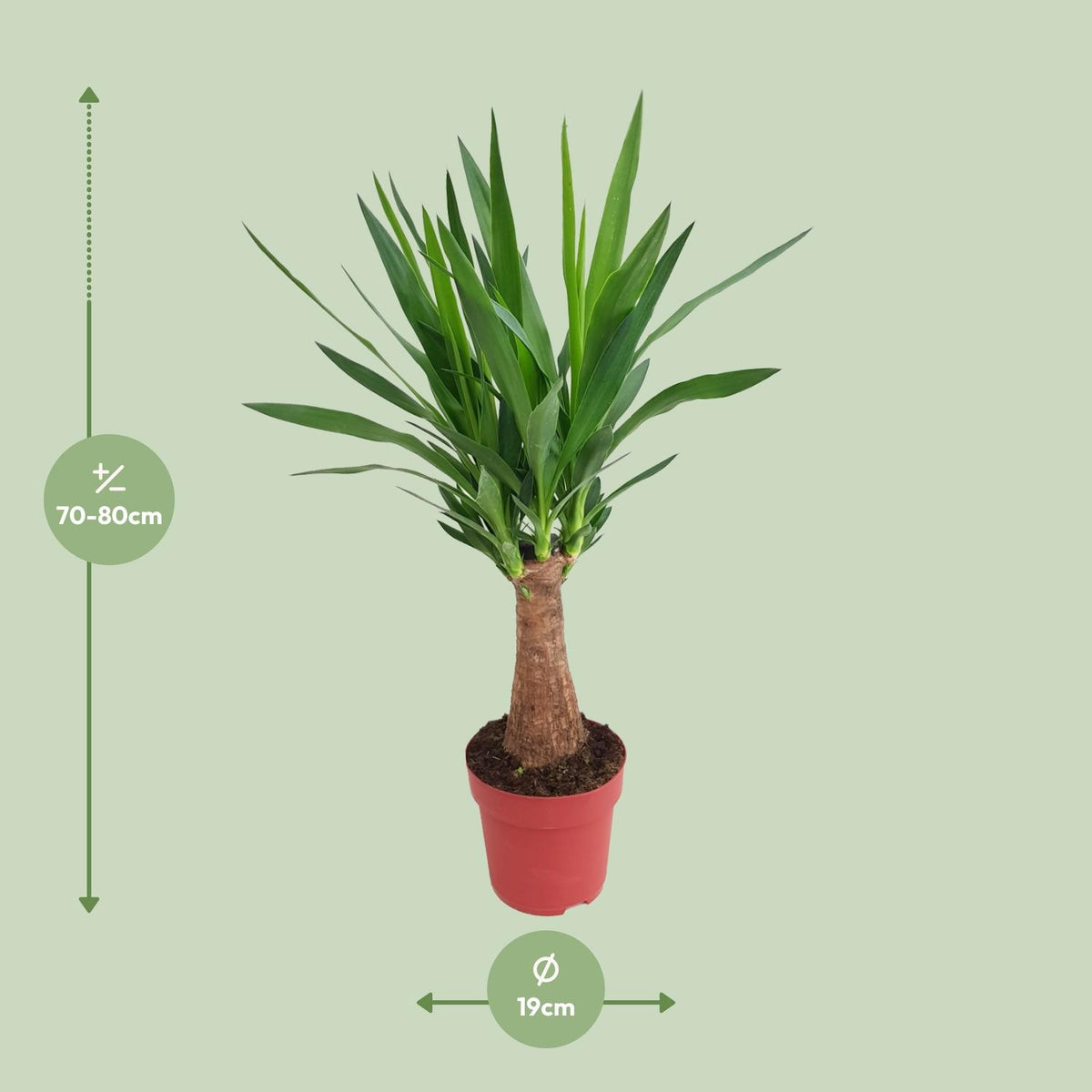 Yucca elephantipes 'Maya Tree' - Ø19cm - ↕80cm
