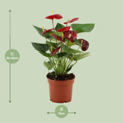 Anthurium andraeanum 'Calon' - Ø12cm - ↕35cm