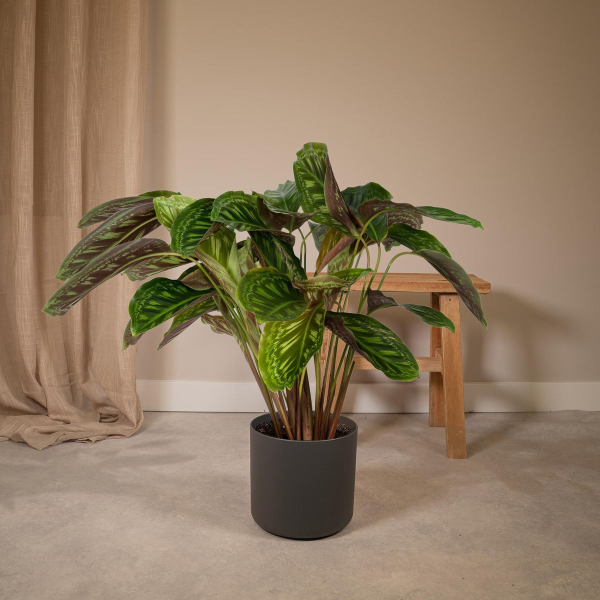 Calathea 'Flamestar' (Peacock Plant) - Ø19cm - ↕70cm