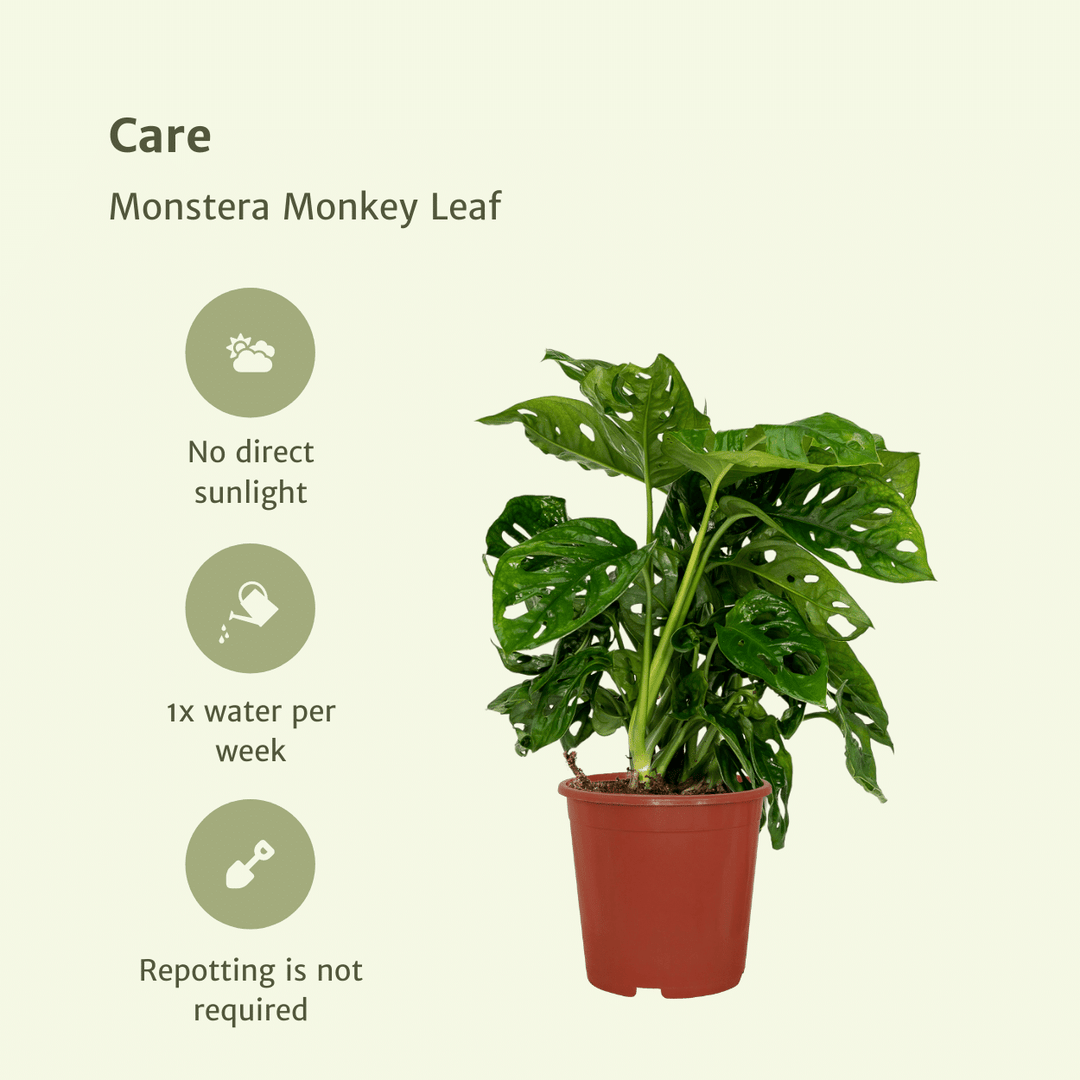 Monstera adansonii 'Monkey Leaf' - 2 Plants - ø12 - ↕30cm