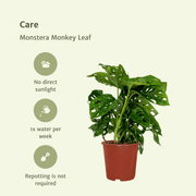 Monstera adansonii 'Monkey Leaf' - 2 Plants - ø12 - ↕30cm