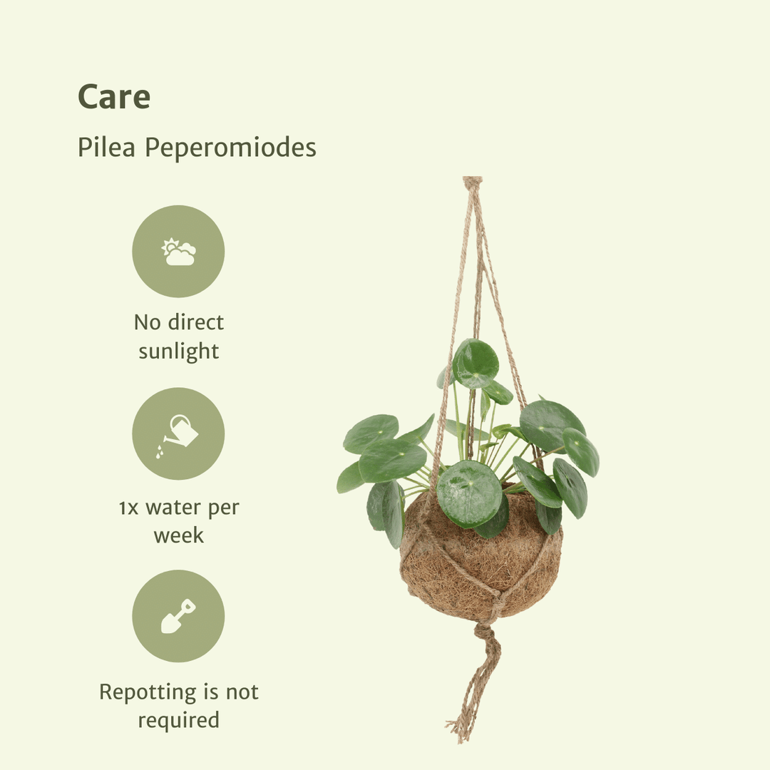 Kokedama Pilea Peperomiodes (Pancake Plant) - 2 plants - ø15 - ↕20cm