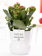 Load image into Gallery viewer, Kalanchoe Red In P&amp;PURE Maxima White plant Pot - Ø12cm - ↕27cm