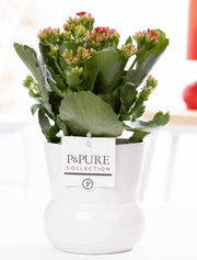 Kalanchoe Red In P&PURE Maxima White plant Pot - Ø12cm - ↕27cm
