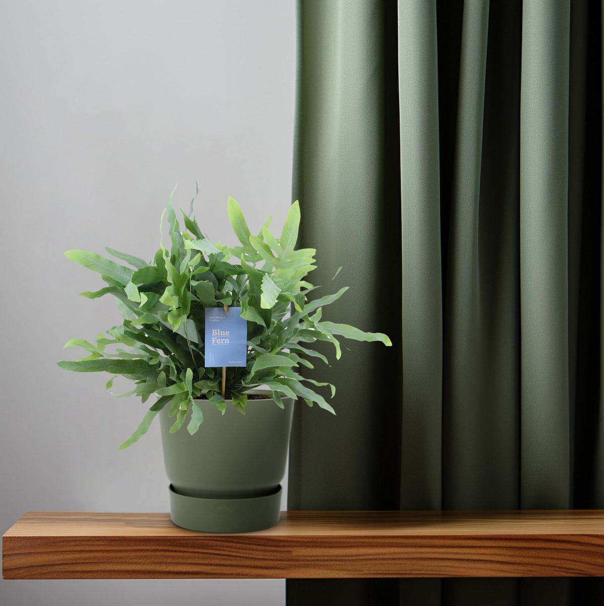 Phlebodium aureum 'Blue Fern' - Ø14cm - ↕40cm