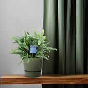 Phlebodium aureum 'Blue Fern' - Ø14cm - ↕40cm