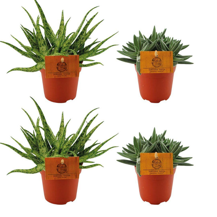 Set of 4 Plants - 2x Aloe 'Spider' + 2x Crassula mesembryanthemoides 'Tenelli' - Ø10.5cm - ↕10cm