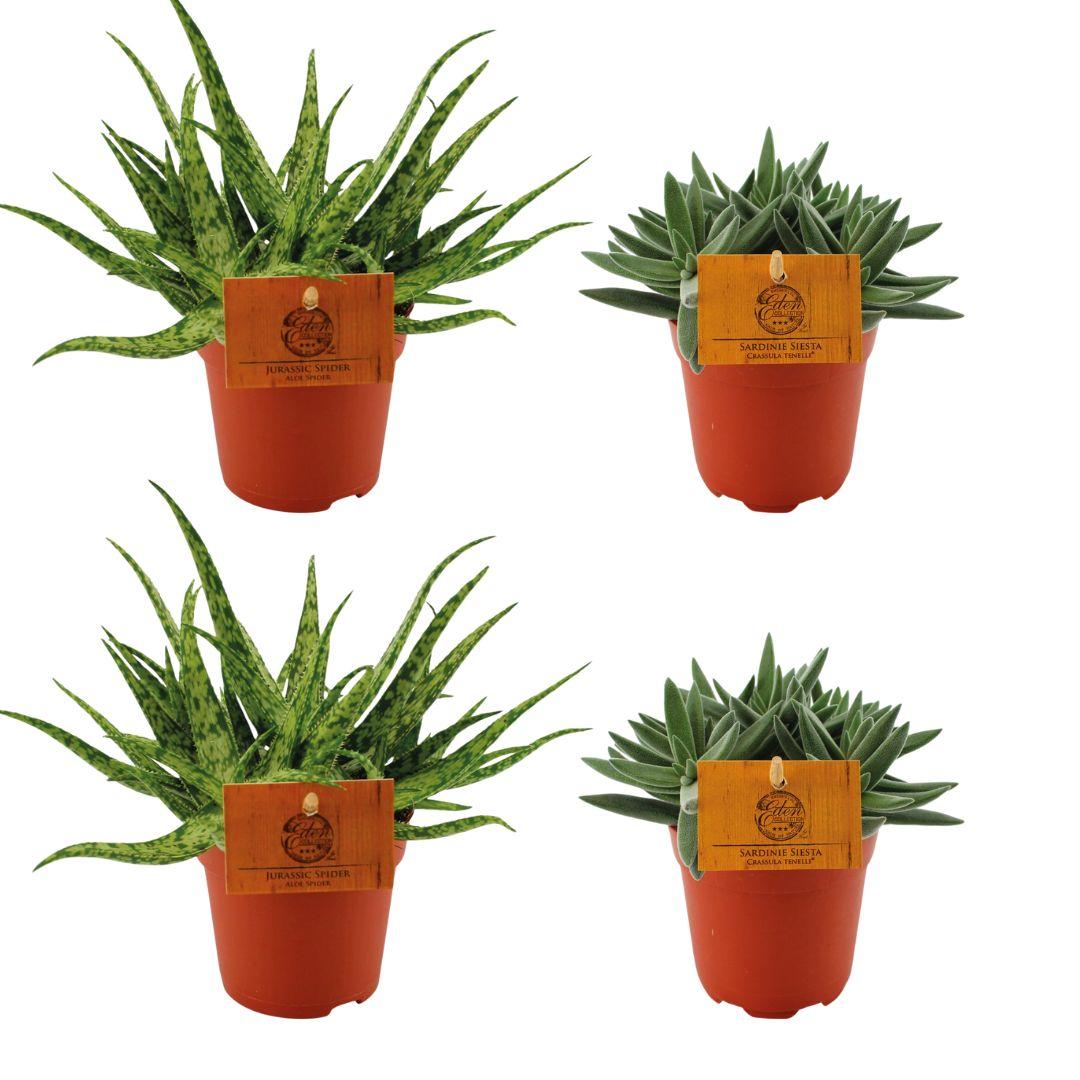 Set of 4 Plants - 2x Aloe 'Spider' + 2x Crassula mesembryanthemoides 'Tenelli' - Ø10.5cm - ↕10cm