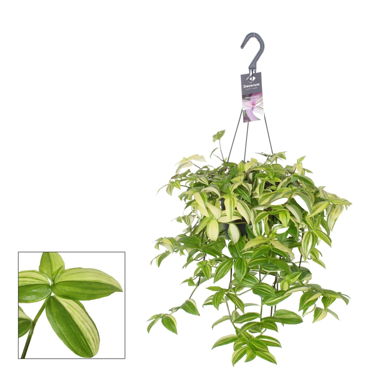 Tradescantia 'Yellow Hill' - Ø17cm - ↕40cm