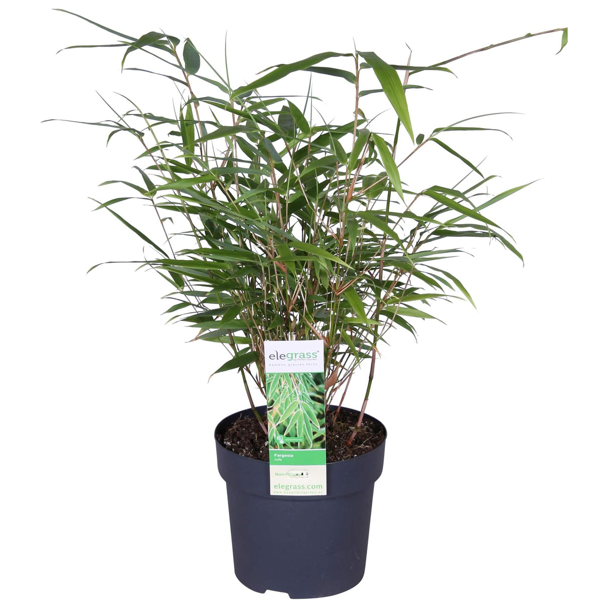 Fargesia rufa (Bambù) - Ø14cm ↨40cm