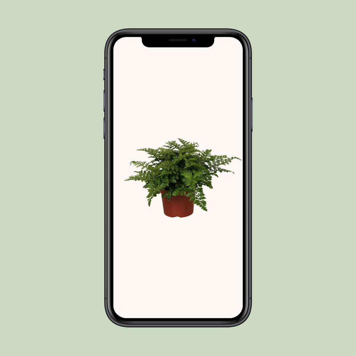 Asplenium parvati - Ø12cm - ↕25cm