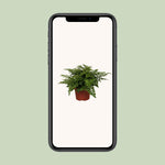 Load image into Gallery viewer, Asplenium parvati - Ø12cm - ↕25cm