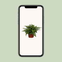 Asplenium parvati - Ø12cm - ↕25cm