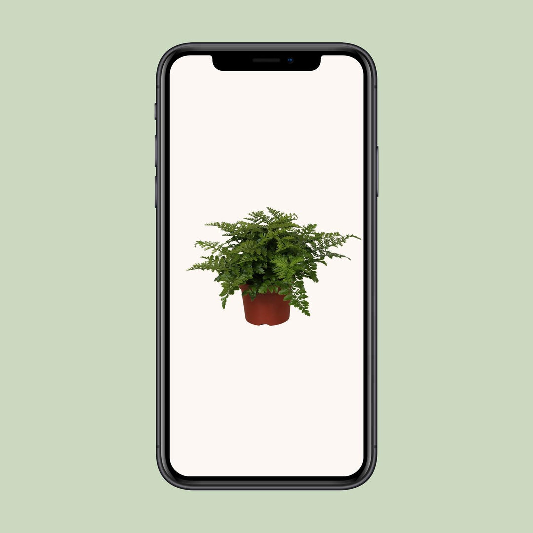 Asplenium parvati - Ø12cm - ↕25cm