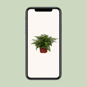 Asplenium parvati - Ø12cm - ↕25cm