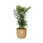 Load image into Gallery viewer, Chamaedorea elegans in ELHO Vibes Fold Pot, Yellow, Ø14cm - ↕35cm