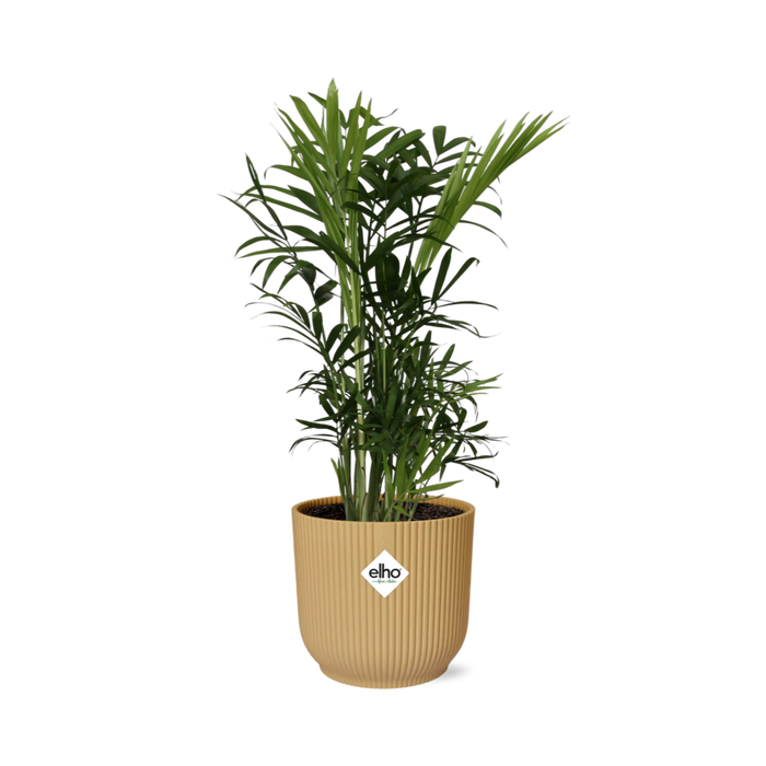 Chamaedorea elegans in ELHO Vibes Fold Pot, Yellow, Ø14cm - ↕35cm