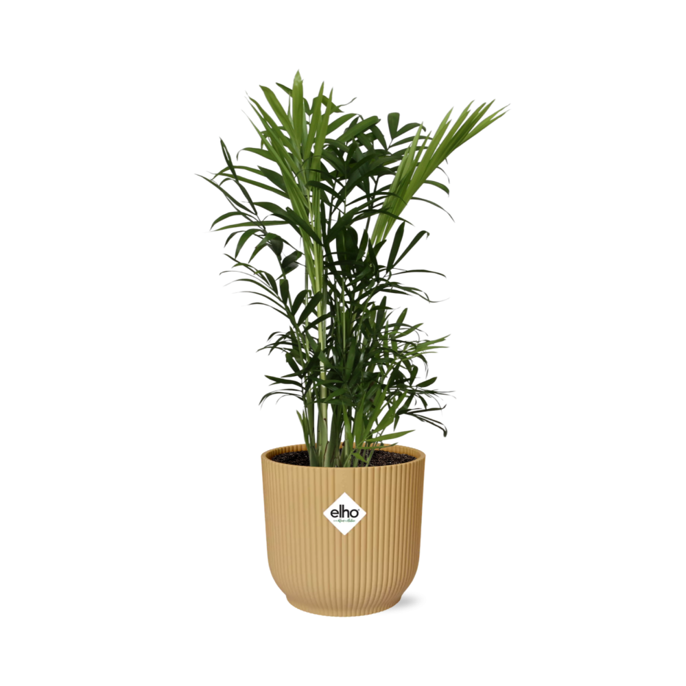 Chamaedorea elegans in ELHO Vibes Fold Pot, Yellow, Ø14cm - ↕35cm