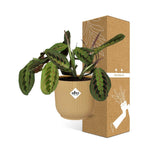 Load image into Gallery viewer, Maranta leuconeura ‘Fascinator’ Tricolor in ELHO Vibes Fold, Yellow, Ø14cm ↕25cm