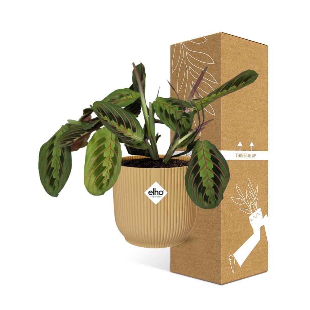 Maranta leuconeura ‘Fascinator’ Tricolor in ELHO Vibes Fold, Yellow, Ø14cm ↕25cm