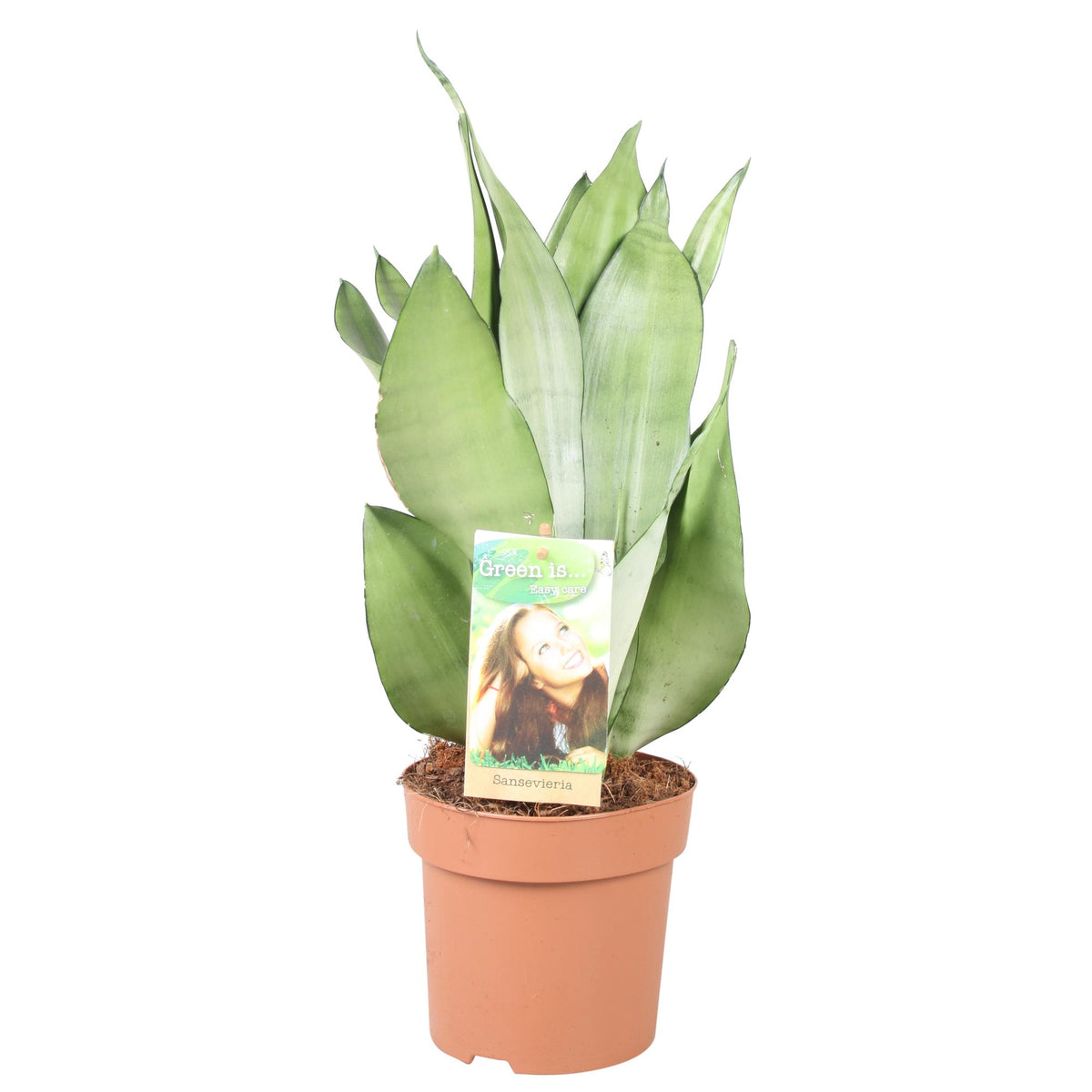 Sansevieria trifasciata 'Moonshine' - Ø14cm - ↕40cm