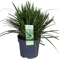 Carex morrowii 'Ice Dance' - Ø14cm - ↕30cm