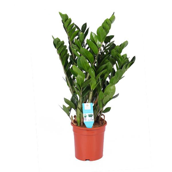 Zamioculcas zamiifolia - Ø21cm - ↕95cm