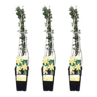 Jasminum nudiflorum - 3 piante - Ø15 ↨65cm