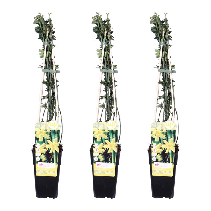 Jasminum nudiflorum - 3 plants - ↨65cm - Ø15