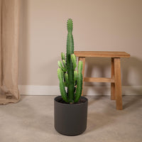 Euphorbia acrurensis - Ø24cm - ↕60cm