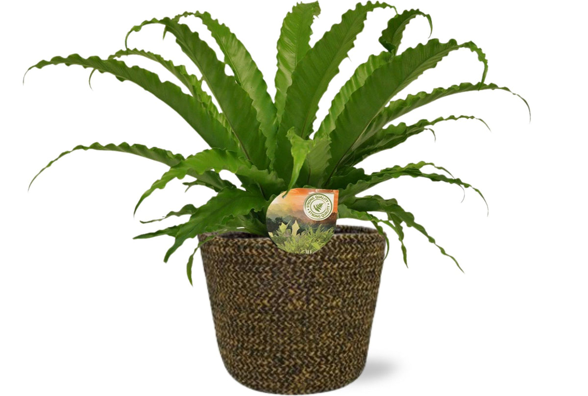 Asplenium antiquum 'Osaka' - Ø17cm - ↕40cm + vaso Selin, Nero, D18x16cm