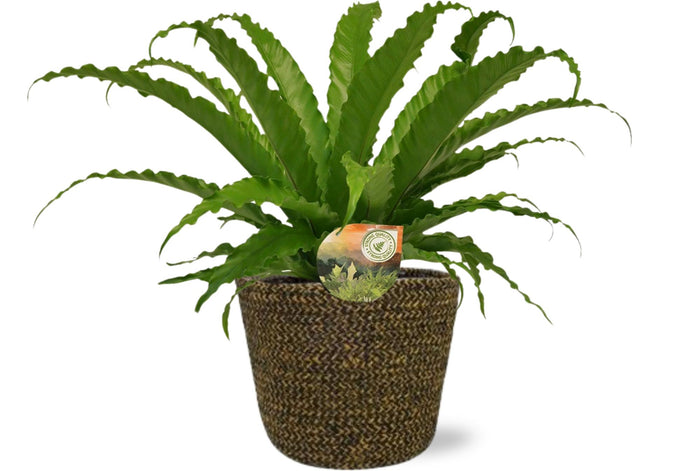 Asplenium antiquum 'Osaka' - Ø17cm - ↕40cm + Selin Pot, Black, D18x16cm