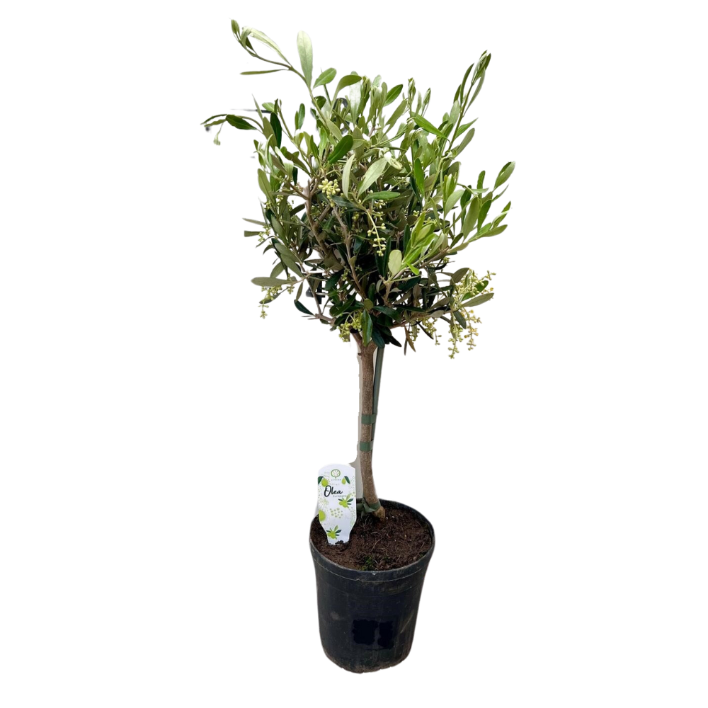 Olea europaea (Olive Tree) - Ø15cm - ↕60cm