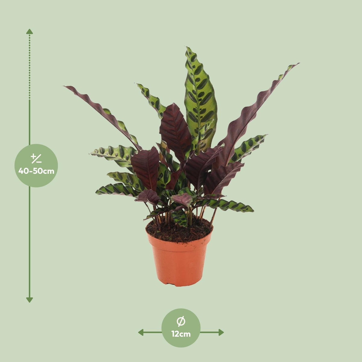 Calathea lancifolia 'Insignis' - Ø12cm - ↕50cm