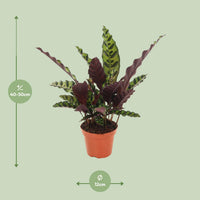 Calathea lancifolia 'Insignis' - Ø12cm - ↕50cm