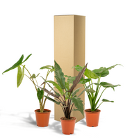 Trio Tropicale da Interno - Alocasia zebrina - Ø19cm - ↕75cm + Alocasia cucullata - Ø19cm - ↕60cm + Alocasia lauterbachiana - Ø19cm - ↕75cm