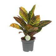 Codiaeum variegatum 'Petra' (Croton) - Ø17cm - ↕45cm
