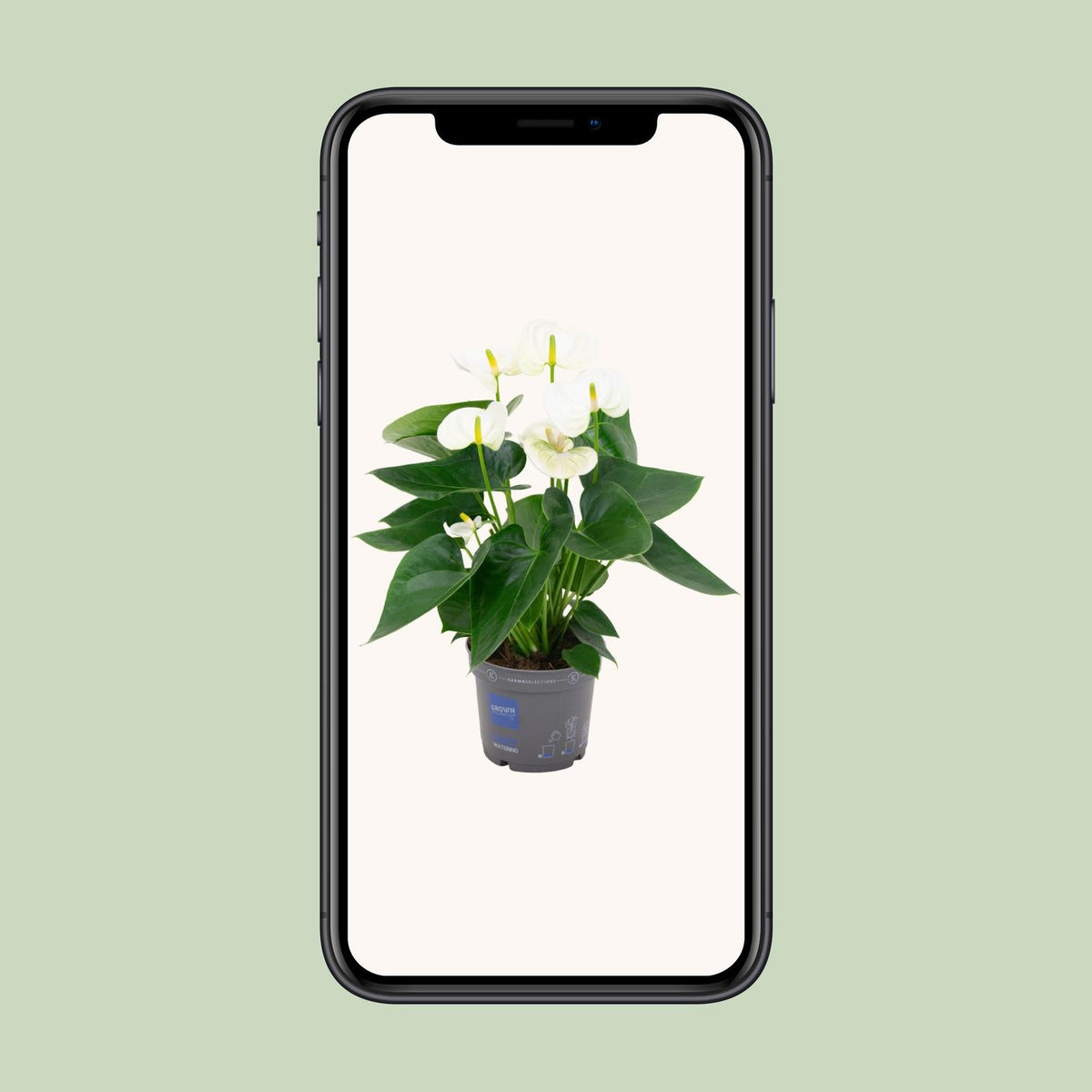 Anthurium andraeanum Bianco - Ø12cm - ↕45cm